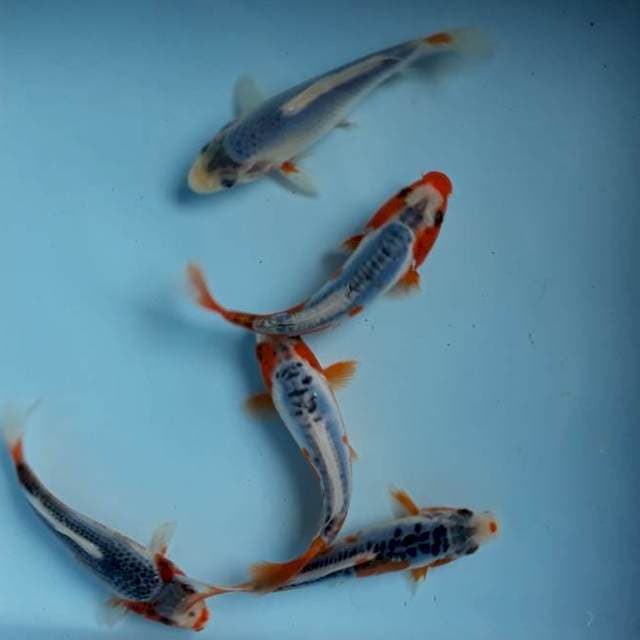 Asagi 12-13cm