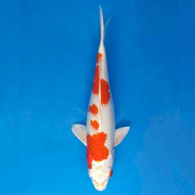 Okawa Hariwake
