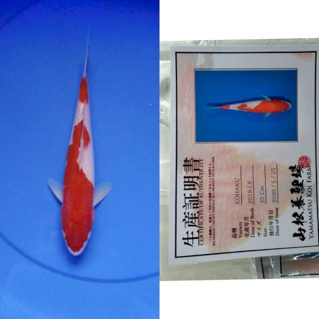 Kohaku yamamatsu serti