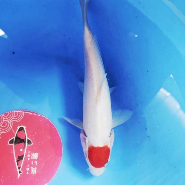 Tancho kohaku, 23cm