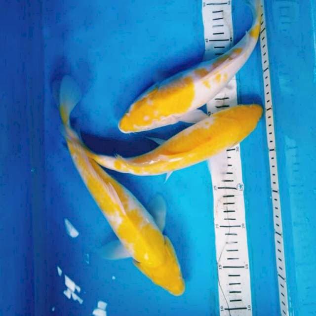 KOYO ( 3 ekor ) 28,30,32 cm