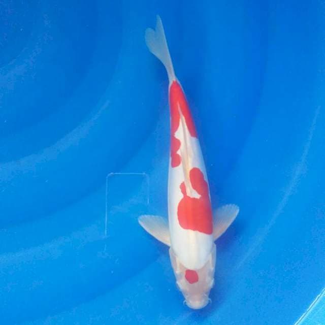 Doitsu kohaku FK 02