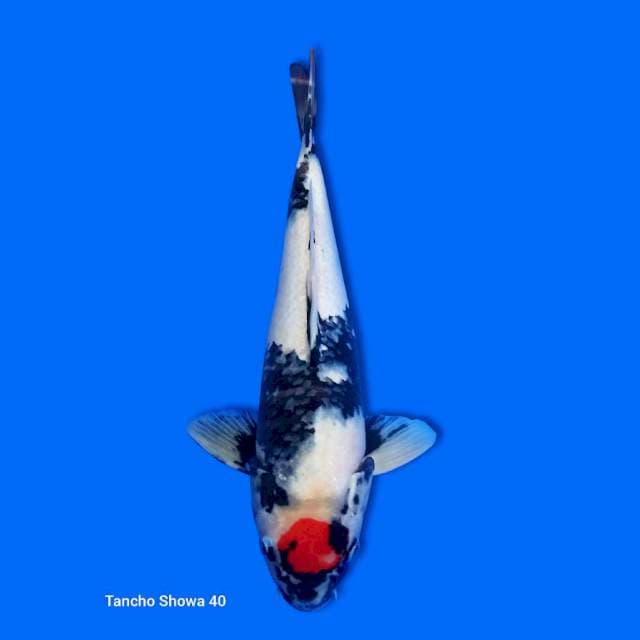 Tancho showa