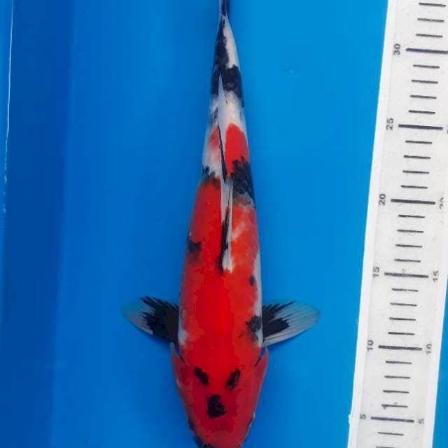 Showa 34 cm
