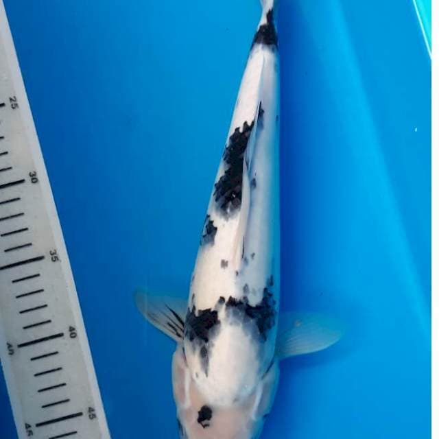 Shiro 34cm