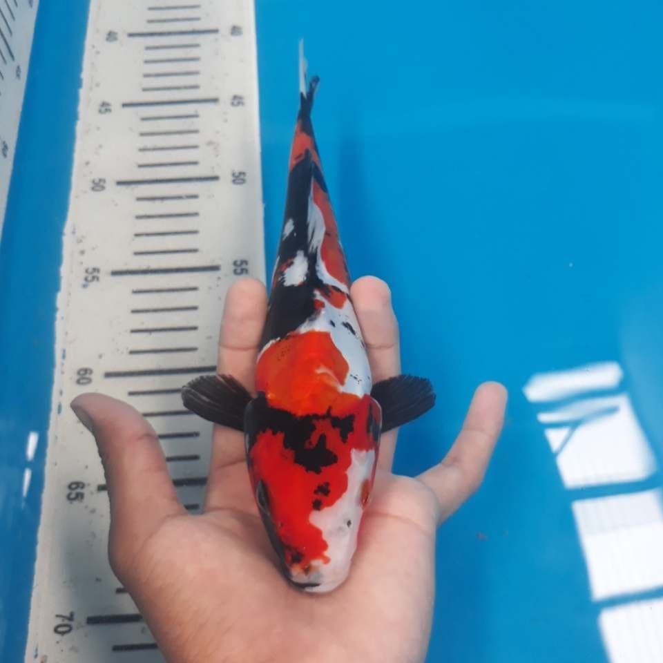 SHOWA DOITSU (25cm)