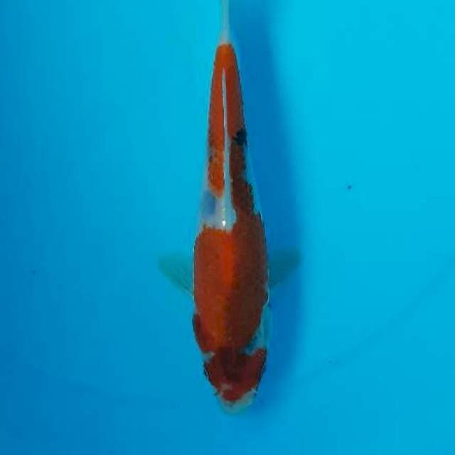 Showa tategoi