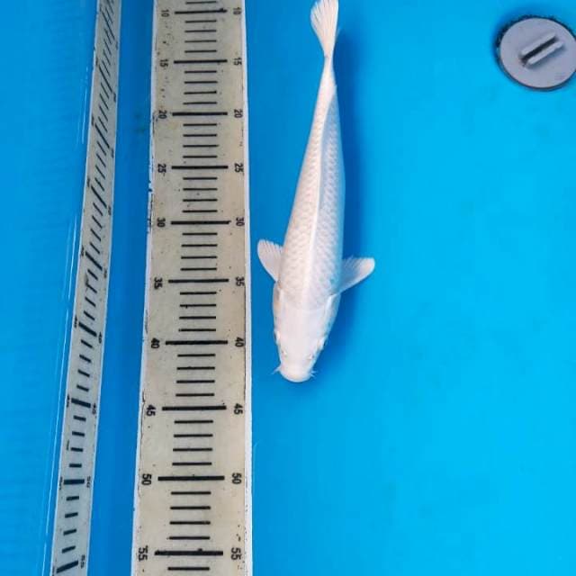 Platinum 32cm