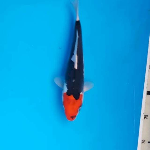 Benikumonryu 23cm