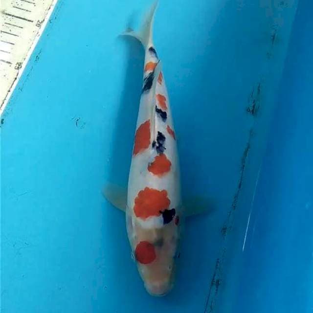 Sanke 25cm