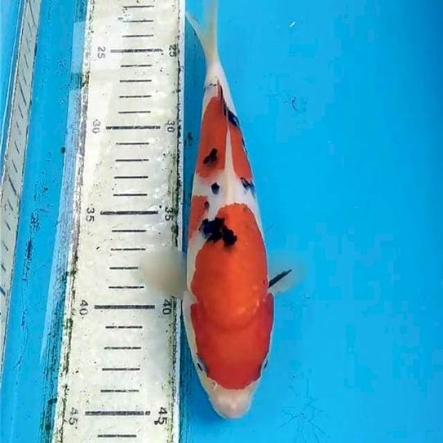 Sanke 22cm