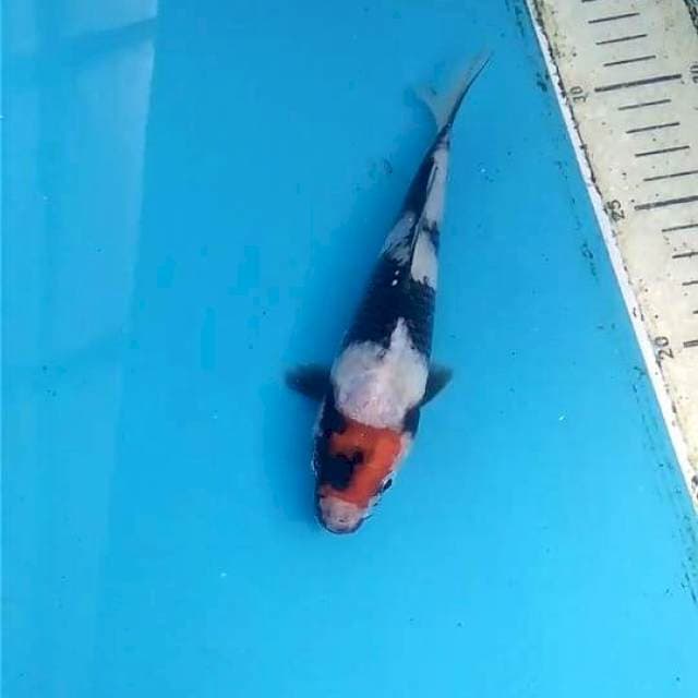 Tancho Showa 16cm