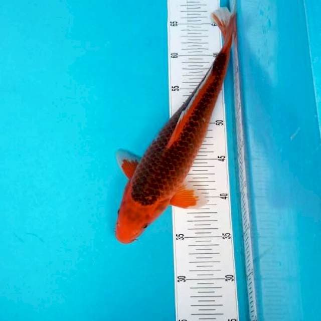 AKA MATSUBA 35 CM