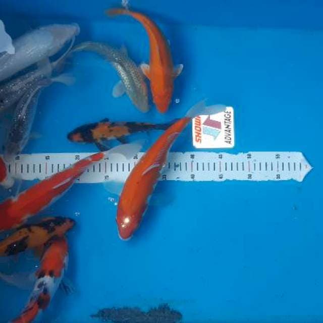 Lelang cepat Murah. 12 ekor