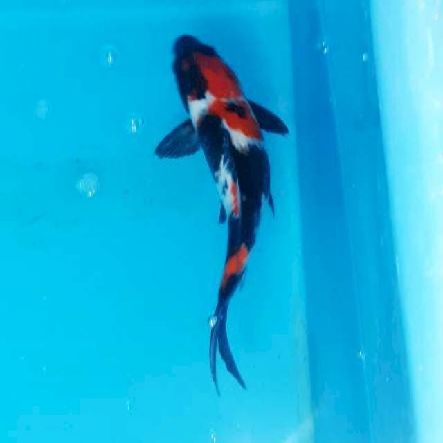 Showa mantap... stroong 34cm