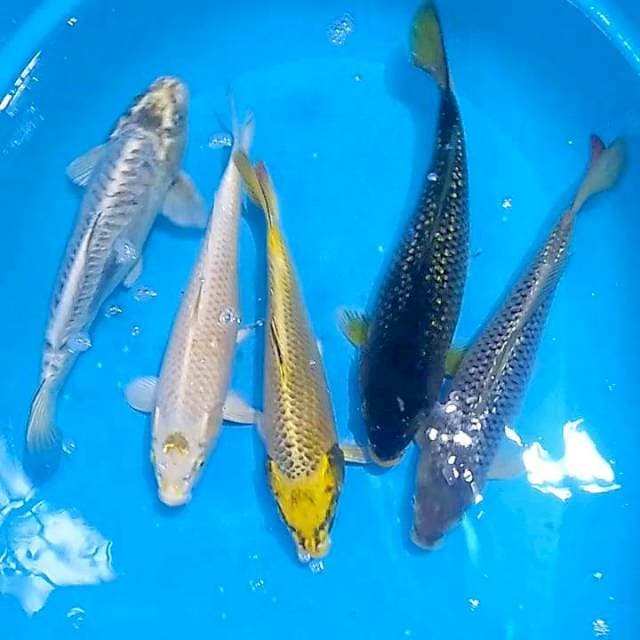 Paket penjinak kolam 35bu