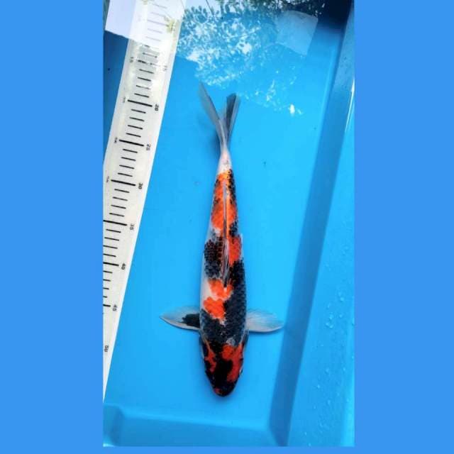Special kin Showa 37cm Male