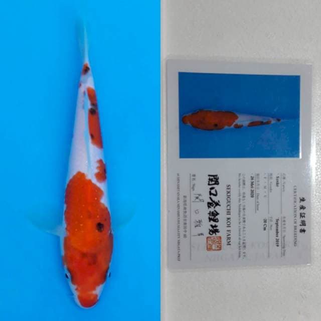 Sanke sekiguchi 21cm serti