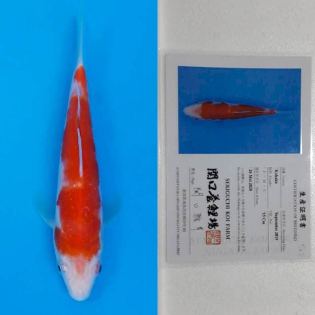 Kohaku sekiguchi 16cm serti