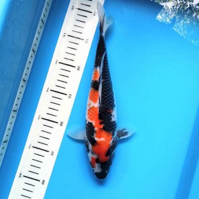 Showa sanshoku 28cm female