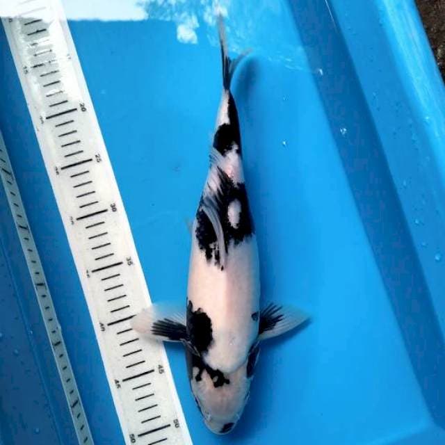 35cm Shiro pangkal kepala kanan lesung (M)