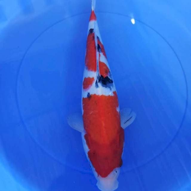 sanke 45cm