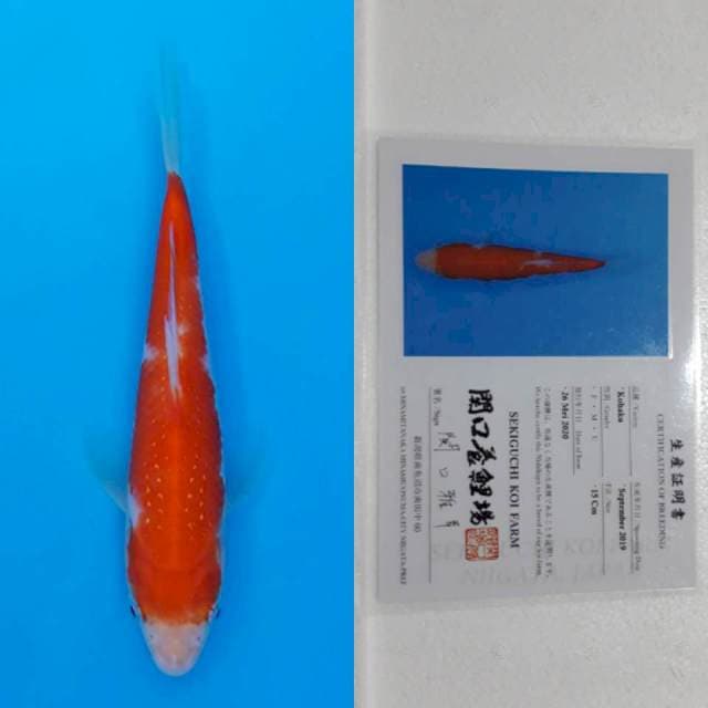Kohaku sekiguchi 16cm serti