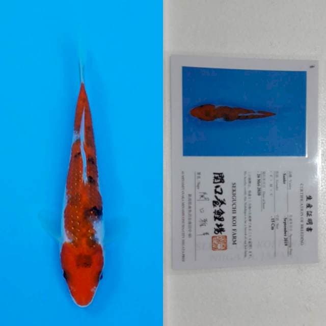 Sanke sekiguchi 16cm serti