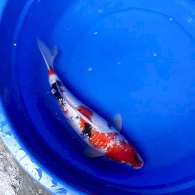 SHOWA GINRIN 46CM/F..Bulky