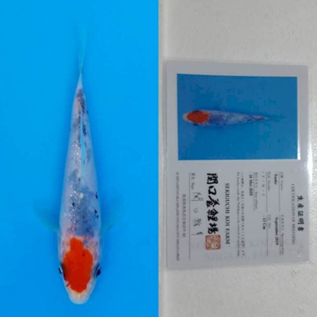 Tancho sanke sekiguchi 14cm serti