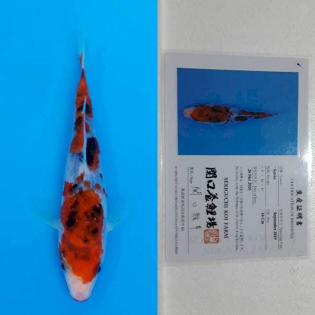 Sanke sekiguchi 17cm serti
