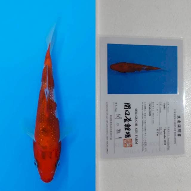 Sanke sekiguchi 16cm serti