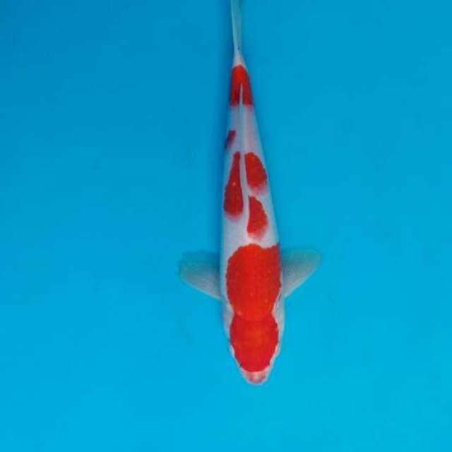 kohaku sisik