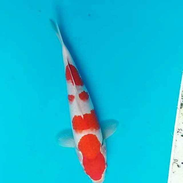 kohaku