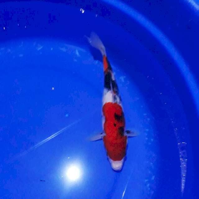 SHOWA 27cm..