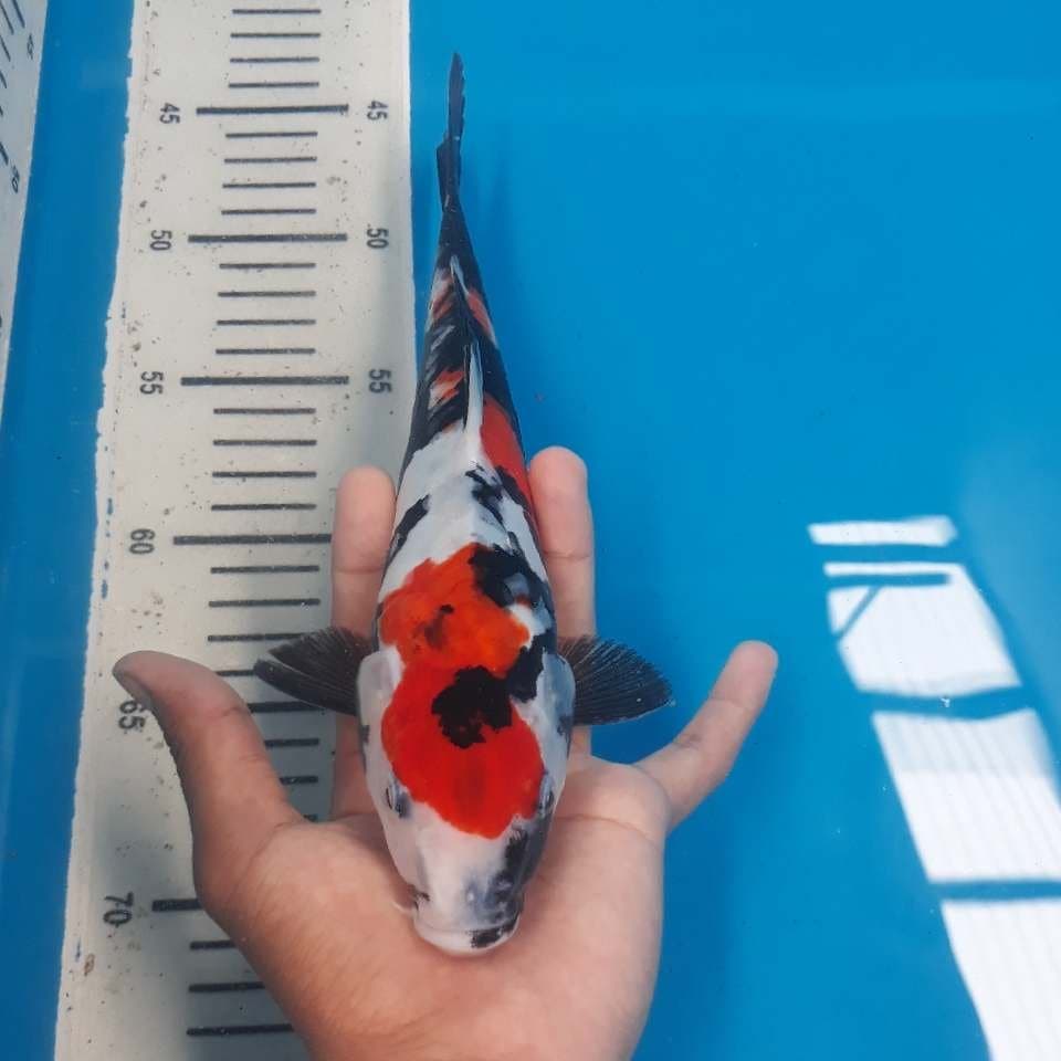 SHOWA DOITSU 2 (25cm)