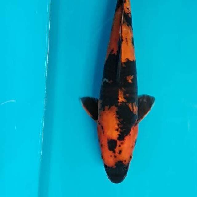 Hi utsuri