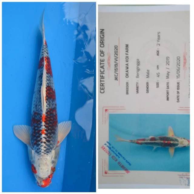 Okawa Jumbo Male Beniginga
