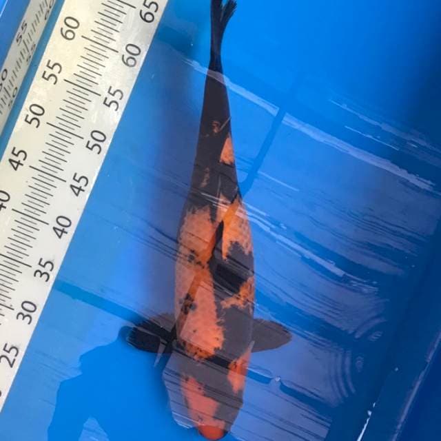 Hi Utsuri Shinoda Serti Breeder