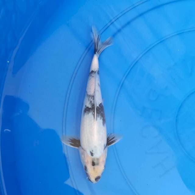 Shiro 20 cm