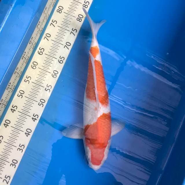 Kohaku F1 Jumbo