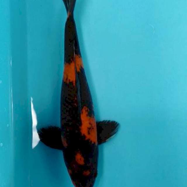 Hi showa 35 cm