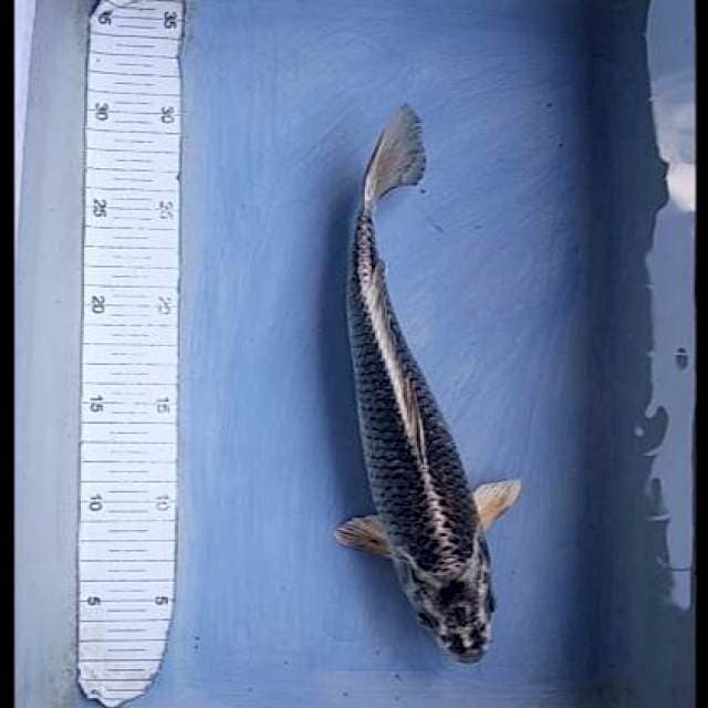 Gin matshuba 28cm