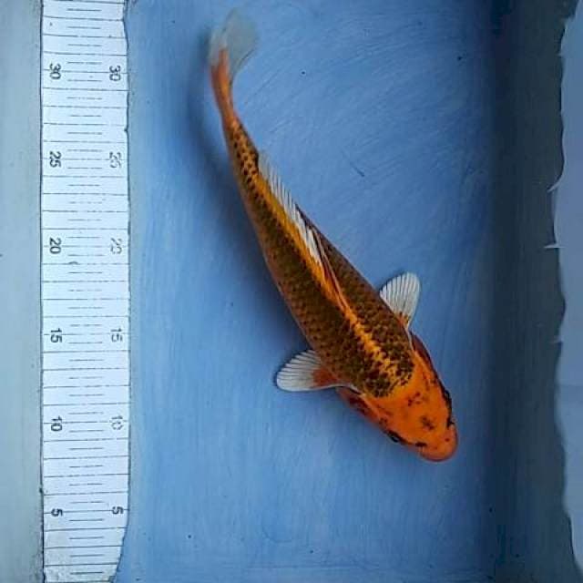 Kujaku orange 28cm