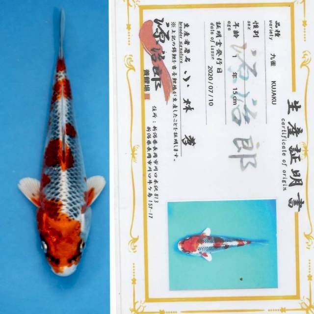 "BOOM SALE"Kujaku ready for show with breeder sertificate farm GENJIRO
