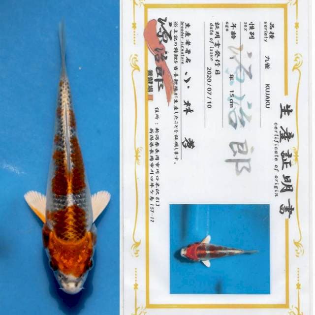 "BOOM SALE" Kujaku for show with sertificate farm genjiro