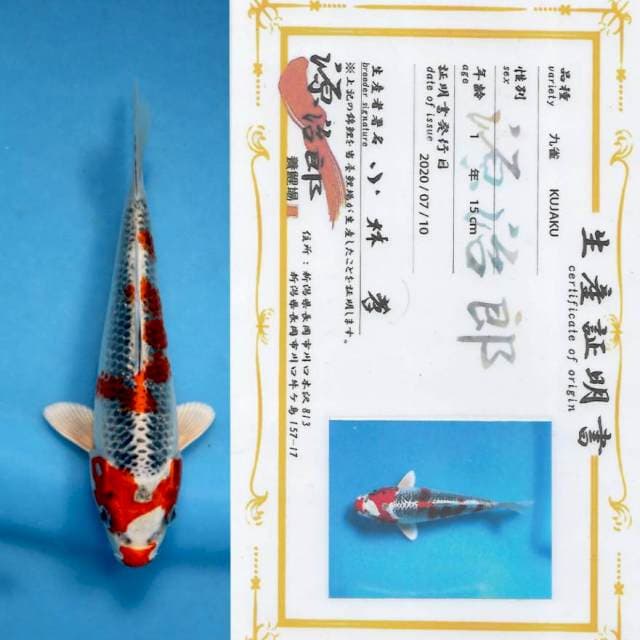 "BOOM SALE"Kujaku strong for show with sertificate farm GENJIRO