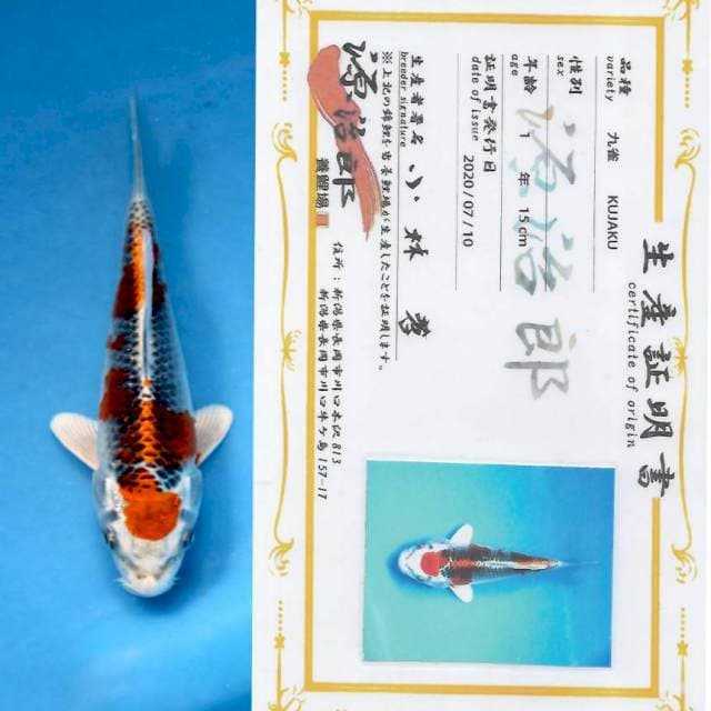 "BOOM SALE"Kujaku Quality for show with sertificate farm GENJIRO