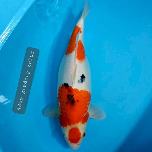 Maruten sanke 42cm gendong telur