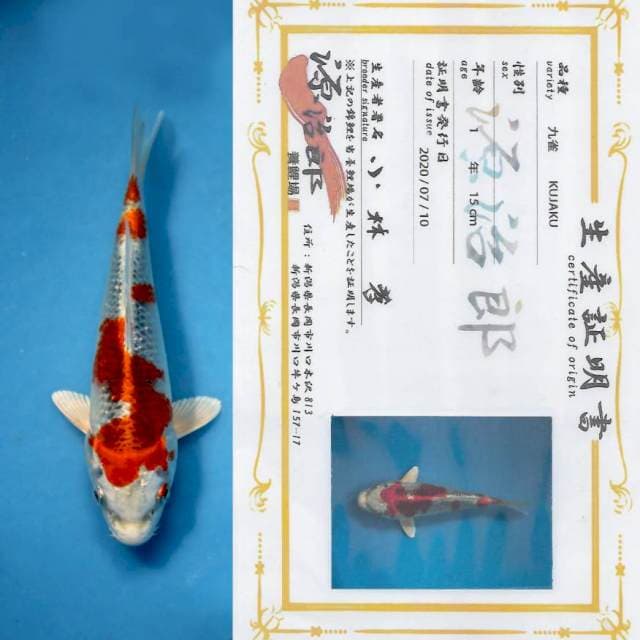 "BOOM SALE" Kujaku eye catching or for show with sertificate farm GENJIRO